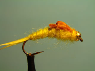 Golden Bead Head Stonefly (8)
